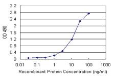 Anti-SMAD3 Mouse Monoclonal Antibody (Biotin)