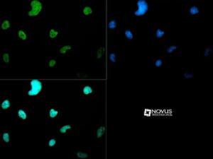 Anti-HIST3H3 Rabbit Polyclonal Antibody