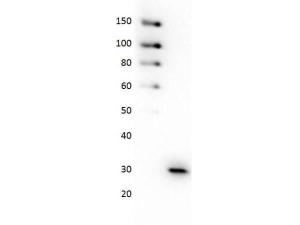 Anti-GFP Mouse polyclonal antibody (HRP (Horseradish Peroxidase)) [clone: 9F9.F9]