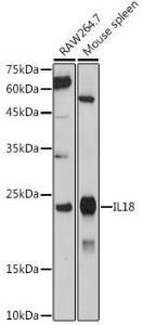 Antibody A308037-100 100 µl