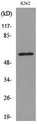 Western blot analysis of lysate from K562 cells using Anti-RUNX2 Antibody