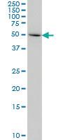 Anti-IDO1 Mouse Monoclonal Antibody [clone: 4D2]