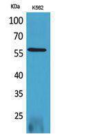 Western blot analysis of K562 cells using Anti-RUNX2 Antibody