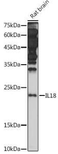 Antibody A308037-100 100 µl