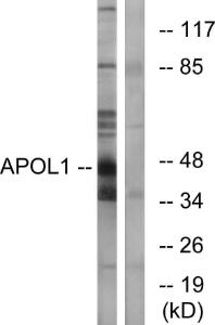 Antibody anti-APOL1 A101217-100 100 µg