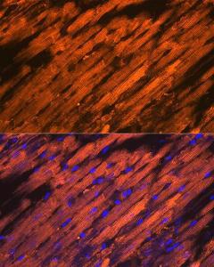 Antibody A305617-100 100 µl