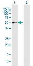 Anti-NXN Mouse Polyclonal Antibody