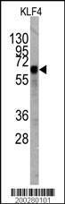 Anti-KLF4 Mouse Monoclonal Antibody (AP (Alkaline Phosphatase)) [clone: 56CT5.1.6]