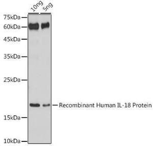 Antibody A308037-100 100 µl