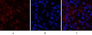 Immunofluorescence analysis of human stomach tissue using Anti-RUNX2 Antibody (red) at 1:200 (4 °C overnight). Cy3 labelled secondary Antibody was used at 1:300 (RT 50 min). Panel A: Target. Panel B: DAPI. Panel C: Merge