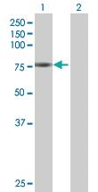 Anti-HAL Mouse Polyclonal Antibody