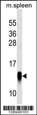 Anti-CRB3 Rabbit Polyclonal Antibody (Biotin)