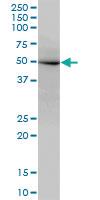 Anti-NXN Mouse Polyclonal Antibody