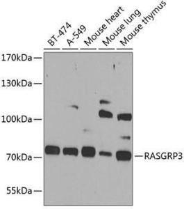 Antibody anti-RASGRP3 100 µl