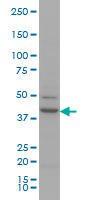 Anti-RUNX1 Mouse Monoclonal Antibody [clone: 2C10]