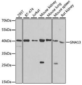 Western blot analysis of extracts of various cell lines, using Anti-GNA13 Antibody (A306847) at 1:500 dilution The secondary antibody was Goat Anti-Rabbit IgG H&L Antibody (HRP) at 1:10,000 dilution Lysates/proteins were present at 25 µg per lane