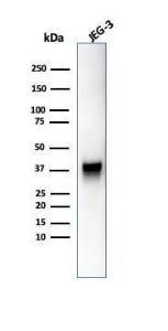 Antibody anti-SPARC OSTN3755 BSA 100 µg