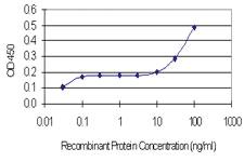 Anti-CDH11 Mouse Monoclonal Antibody [clone: 3C8]