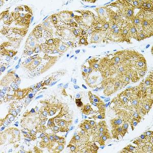 Immunohistochemistry analysis of paraffin-embedded human stomach using Anti-GNA13 Antibody (A306847) (40x lens) Perform microwave antigen retrieval with 10 mM PBS buffer pH 72 before commencing with IHC staining protocol