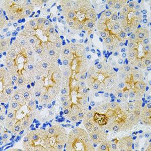 Immunohistochemistry analysis of paraffin-embedded mouse kidney using Anti-GNA13 Antibody (A306847) (40x lens) Perform microwave antigen retrieval with 10 mM PBS buffer pH 72 before commencing with IHC staining protocol