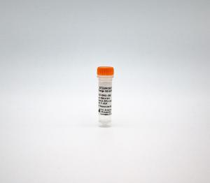 SEEBRIGHT® orange 552 dUTP (lyophilized)