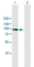 Anti-FES Mouse Polyclonal Antibody