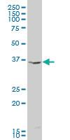 Anti-IDO1 Mouse Monoclonal Antibody [clone: 4F9]