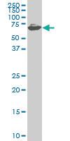 Anti-ZNF496 Mouse Monoclonal Antibody [clone: 4B1]