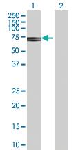 Anti-PURH Rabbit Polyclonal Antibody