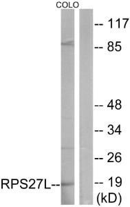 Western blot analysis of lysates from COLO cells using Anti-RPS27L Antibody. The right hand lane represents a negative control, where the antibody is blocked by the immunising peptide