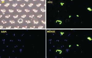 Anti-CDH11 Mouse Monoclonal Antibody [clone: 3C8]