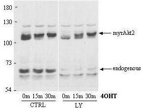 Anti-AKT2 Rabbit polyclonal antibody