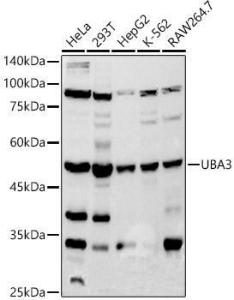 Western blot analysis of extracts of various cell lines, using Anti-UBA3 Antibody [ARC2865] (A306848) at 1:500 dilution