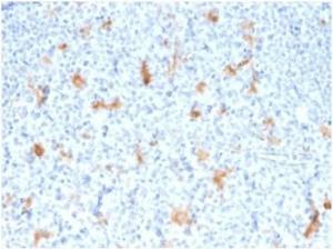 Antibody anti-SPARC OSTN3755 BSA 100 µg