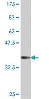 Anti-FPGT Mouse Polyclonal Antibody