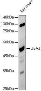 Western blot analysis of extracts of Rat heart, using Anti-UBA3 Antibody [ARC2865] (A306848) at 1:500 dilution