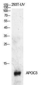 Western blot analysis of 293T UV cells using Anti-APOC3 Antibody