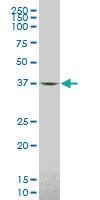 Anti-IDO1 Mouse Monoclonal Antibody [clone: 1C5]