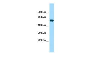 Anti-PIP5K1B Rabbit Polyclonal Antibody