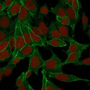 Immunofluorescent analysis of HeLa cells stained with Anti-beta Catenin Antibody [6F9] (CF&#174; 488) (Green) Nuclear counterstain is RedDot