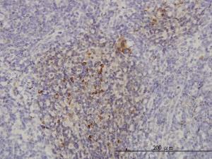 Anti-PIK3CB Mouse Monoclonal Antibody [clone: 4H2]