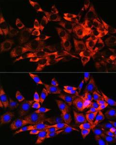 Immunofluorescence analysis of NIH-3T3 cells using Anti-Hsp22/HSPB8 Antibody [ARC0715] (A306849) at a dilution of 1:100 (40X lens). DAPI was used to stain the cell nuclei (blue)