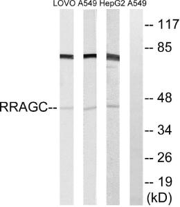 Anti-RRAGC Rabbit Polyclonal Antibody