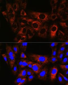 Immunofluorescence analysis of U-2 OS cells using Anti-Hsp22/HSPB8 Antibody [ARC0715] (A306849) at a dilution of 1:100 (40X lens). DAPI was used to stain the cell nuclei (blue)