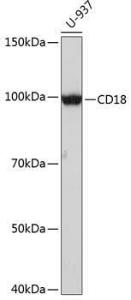 Western blot analysis of extracts of U-937 cells, using Anti-CD18 Antibody [ARC0400] (A308039) at 1:1,000 dilution. The secondary antibody was Goat Anti-Rabbit IgG H&L Antibody (HRP) at 1:10,000 dilution.