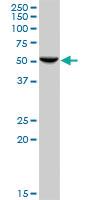 Anti-HARS Mouse Polyclonal Antibody