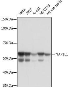 Western blot analysis of extracts of various cell lines, using Anti-NAP1L1 Antibody [ARC1888] (A306850) at 1:1,000 dilution. The secondary antibody was Goat Anti-Rabbit IgG H&L Antibody (HRP) at 1:10,000 dilution.