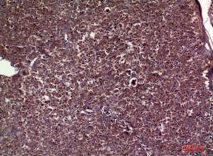 Immunohistochemical analysis of paraffin-embedded human pancreas using Anti-APOC3 Antibody