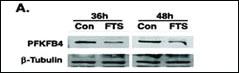 Anti-PFKFB4 Rabbit Polyclonal Antibody