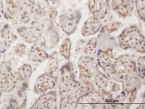 Anti-RBFOX2 Mouse Polyclonal Antibody